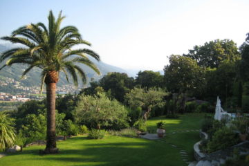 Garten mit Palme